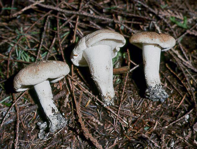 Tricholoma apium
